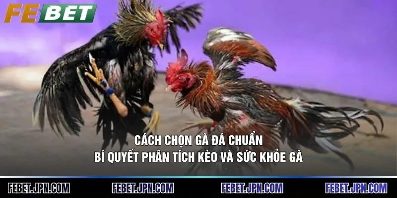 Cách Chọn Gà Đá Chuẩn: Bí Quyết Phân Tích Kèo Và Sức Khỏe Gà 10 Cách Chọn Gà Đá Chuẩn: Bí Quyết Phân Tích Kèo Và Sức Khỏe Gà